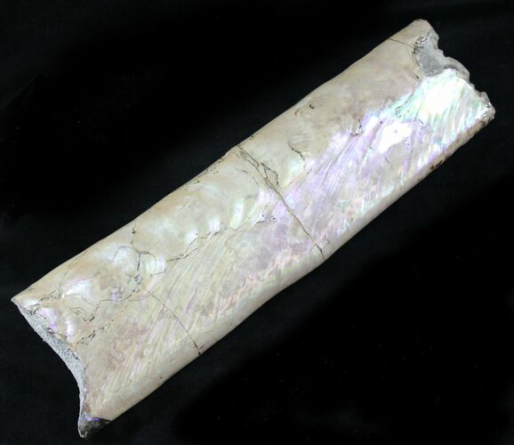 Baculites Section, Purple/Green Iridescence #22813